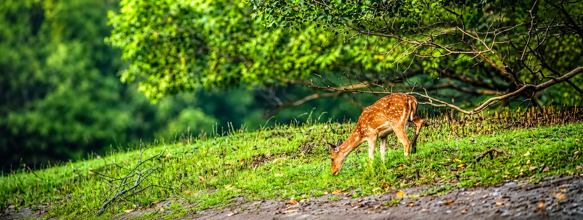 Odisha tour packages for bhitarkanika national park