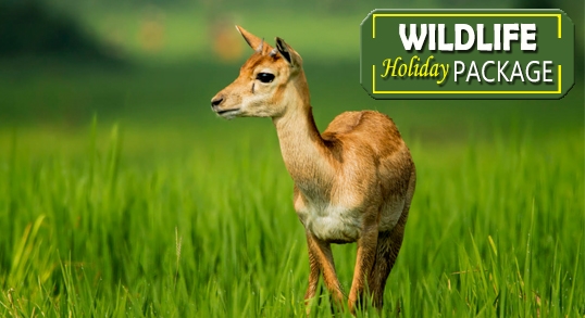 Wildlife Tour Packages