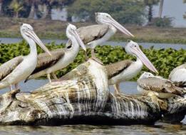 Golden Triangle With Chilika & Olive Ridley