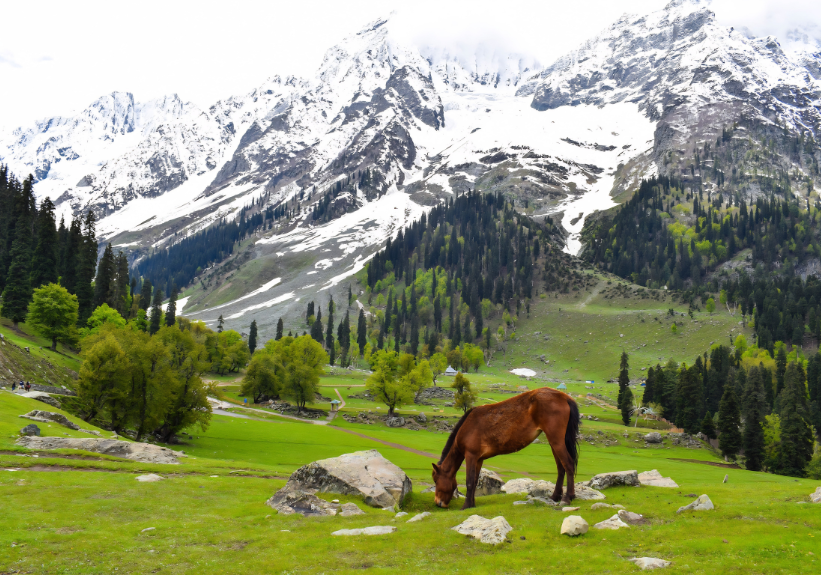 Kashmir