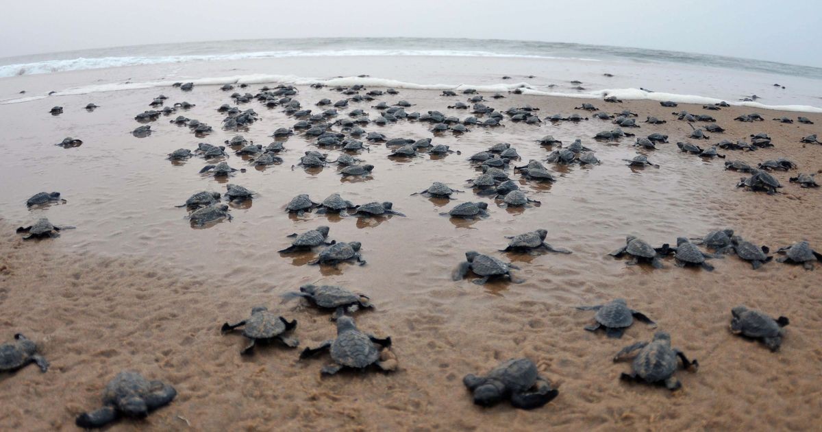Olive Ridley Tour - Photo 1