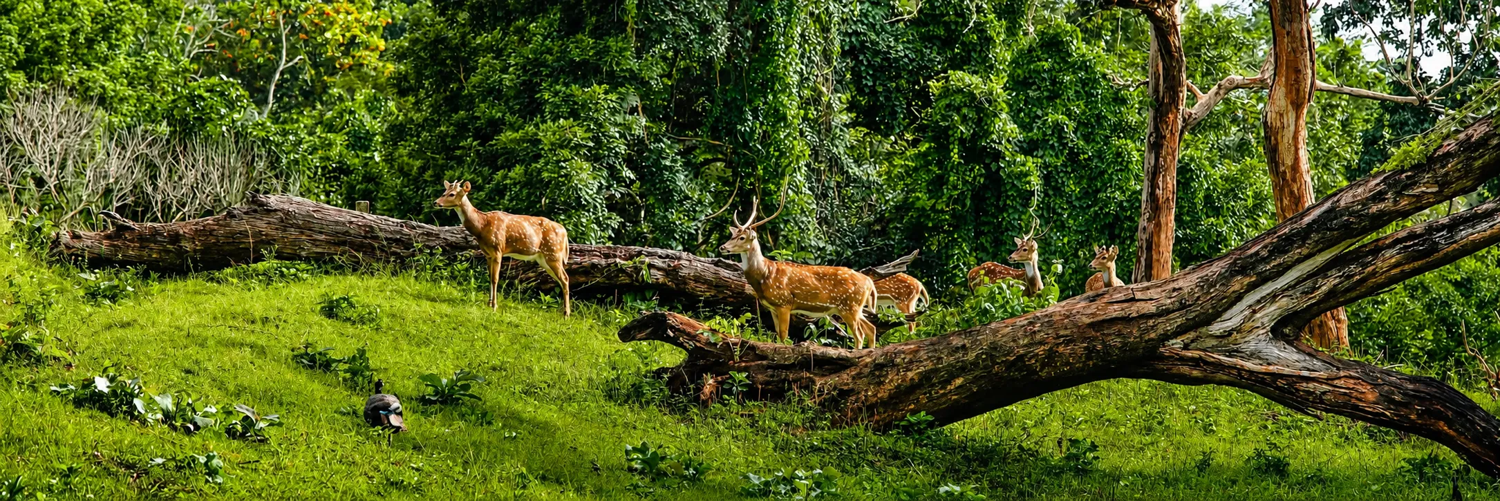 Theme tour packages wildlife safari experiences