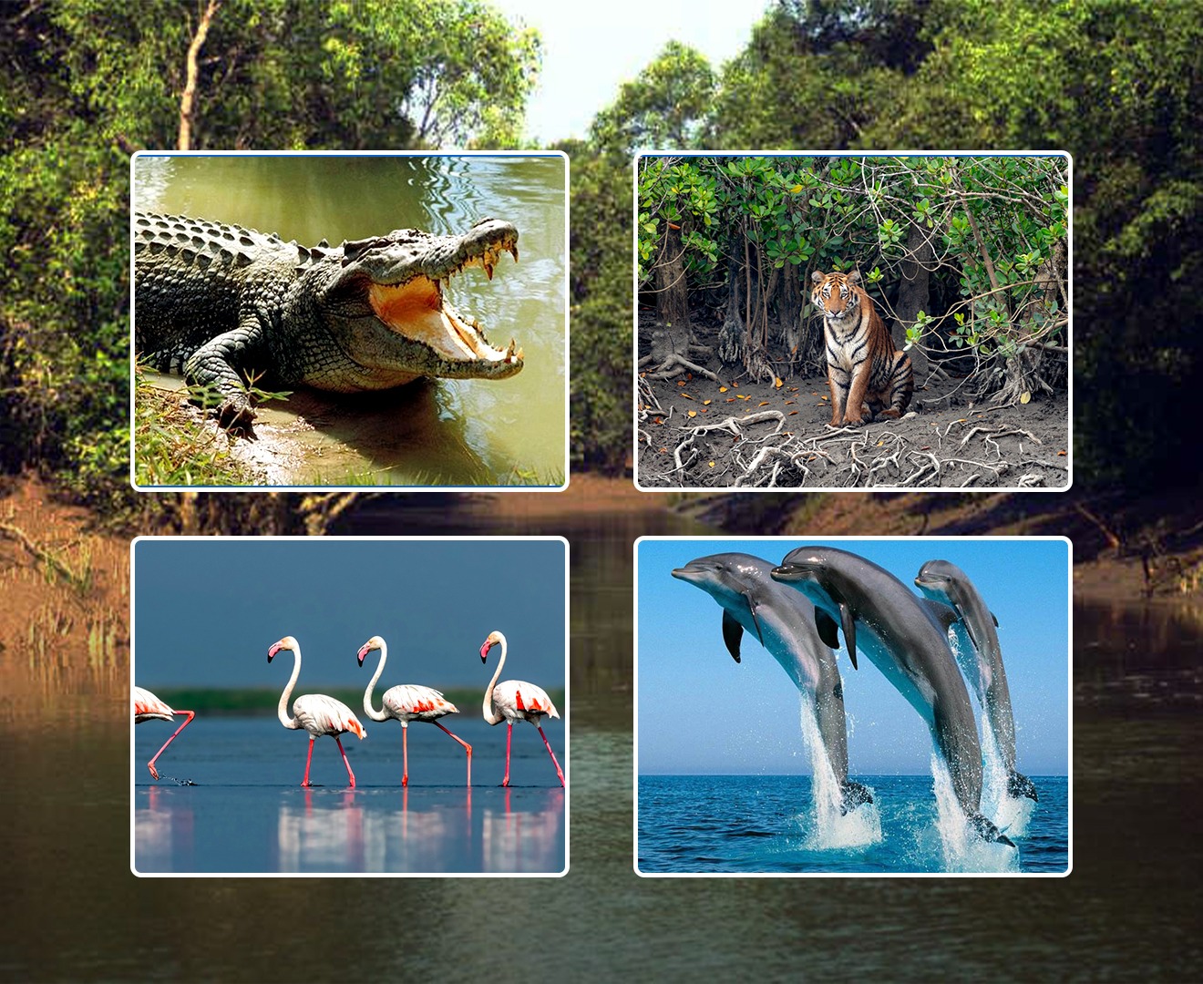 Kanha National Park tiger safari tour
