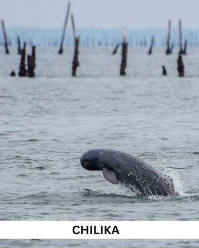 chilika